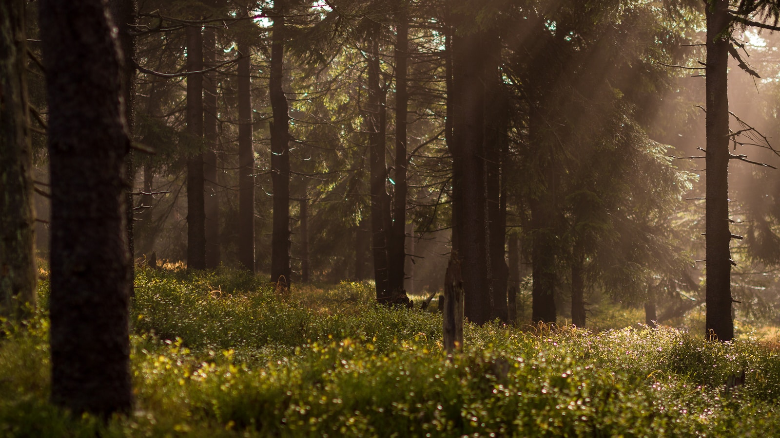 Forest Plywood